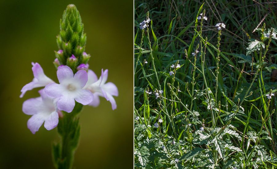 Verbena. 