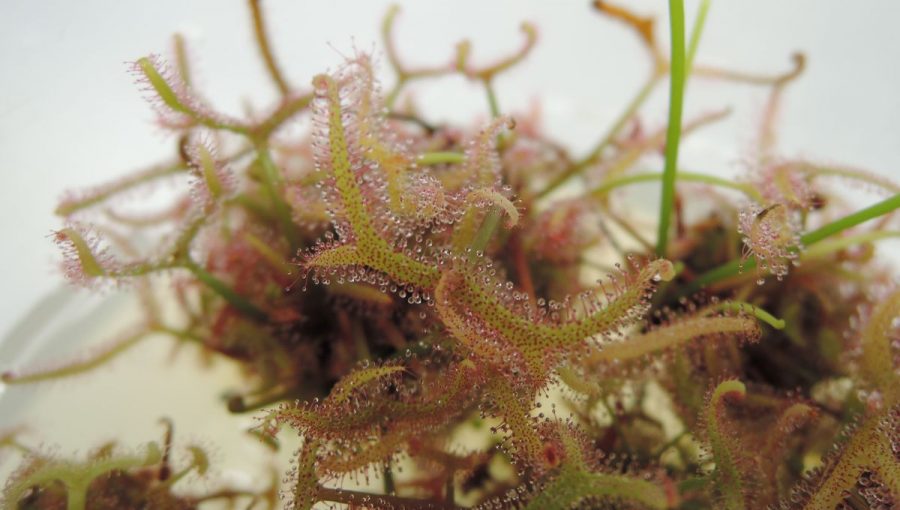 Drosera Binata.