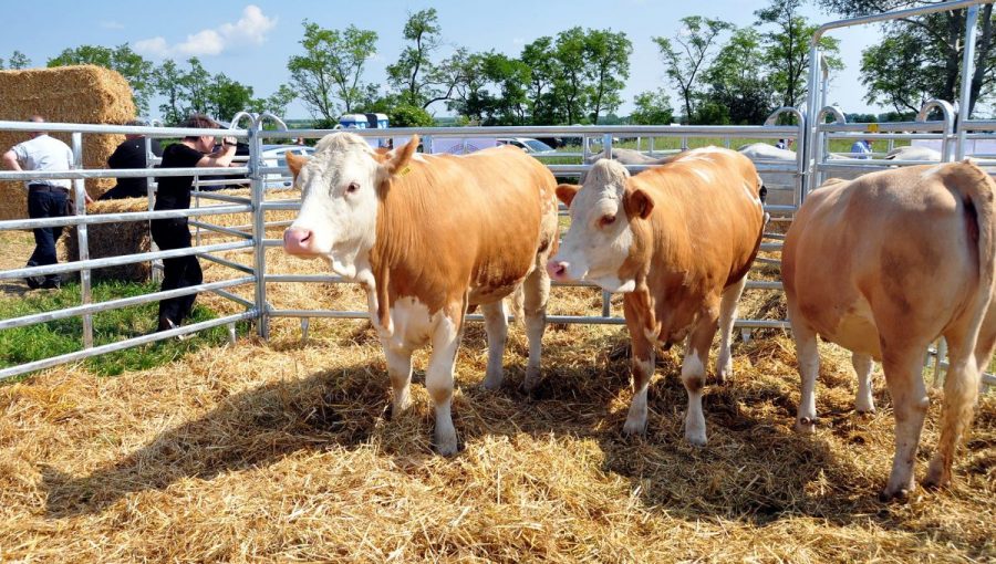 Výskum vedcov z SPU pomôže vytvoriť geneticky špičkové populácie hovädzieho dobytka. Zdroj: SPU