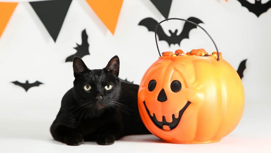 Mačka a halloweenska tekvica. Zdroj: iStock.com/5second