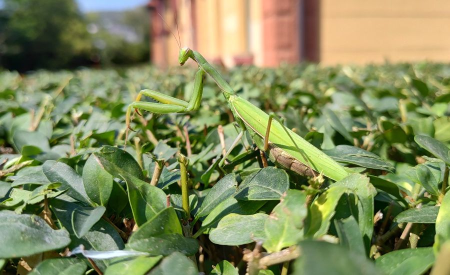 Na Slovensku žije iba jeden druh, modlivka zelená (Mantis religiosa). Zdroj: archív A. Kubeková