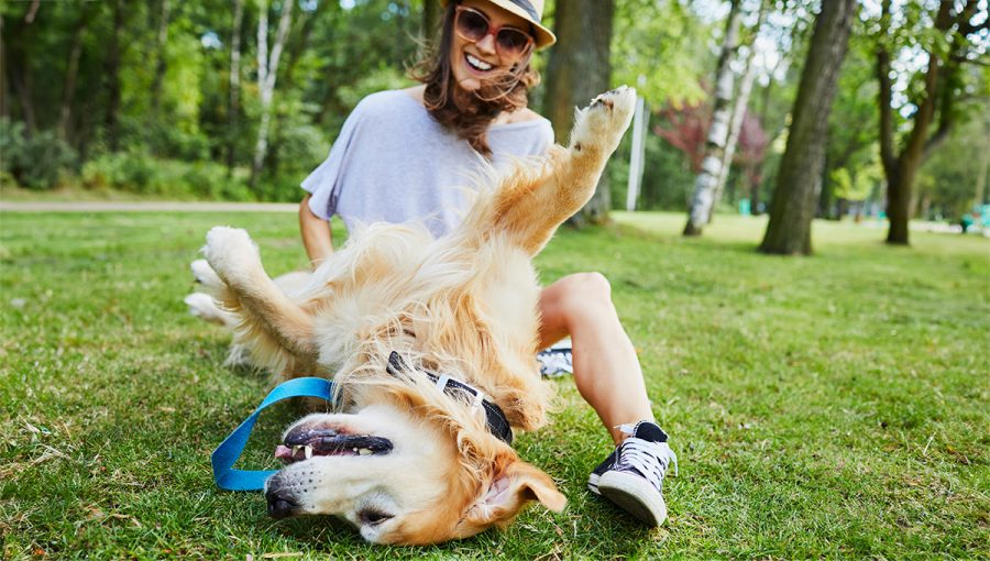 Hra so psom v parku. Zdroj: iStock.com/BartekSzewczyk