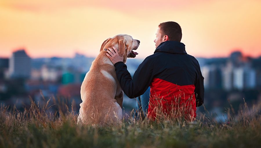 Pes ako spoločník. Zdroj: iStock.com/Chalabala