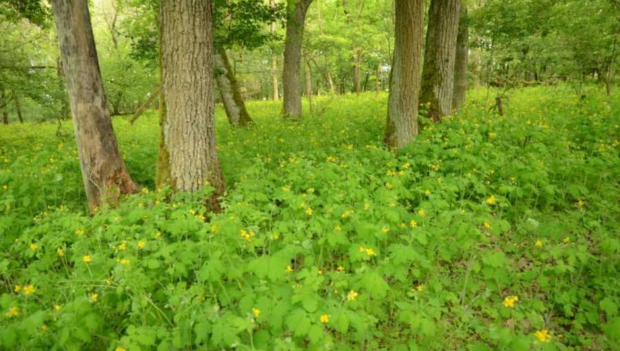 V dôsledku obohacovania lesného prostredia dusíkom sa rozširuje len niekoľko druhov, ktoré vytláčajú ostatné druhy a spôsobujú pokles biodiverzity lesov. Na fotografii lastovičník väčší, na živiny (a dusík) náročná rastlina, získala absolútnu prevahu v druhovom zložení dubového lesa na južnom Slovensku. Foto: František Máliš