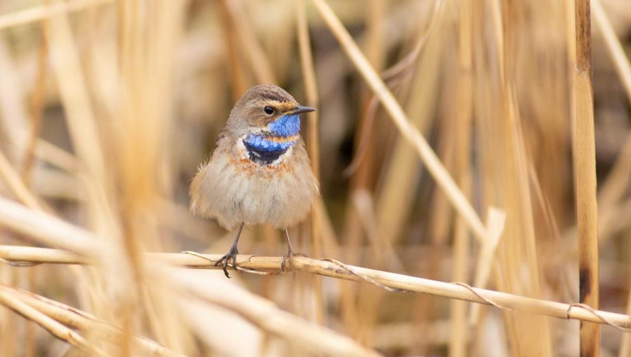 Slávik modrák (luscinia svecica). Zdroj: iStock.com/Yuriy Balagula