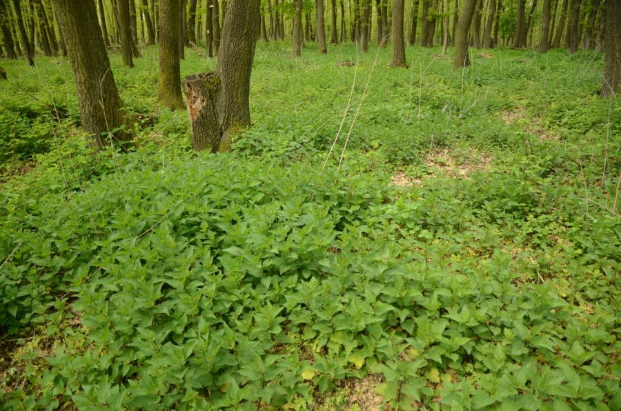 V dôsledku obohacovania lesného prostredia dusíkom sa rozširuje len niekoľko druhov, ktoré vytláčajú ostatné druhy a spôsobujú pokles biodiverzity lesov. Na fotografii pŕhľava dvojdomá, na živiny (a dusík) náročná rastlina, získala absolútnu prevahu v druhovom zložení dubového lesa na južnom Slovensku. Foto: František Máliš