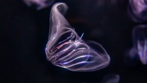 Ilustračné foto: Morský živočích druhu ctenophore. Zdroj: iStock. Autor: MWCPhoto