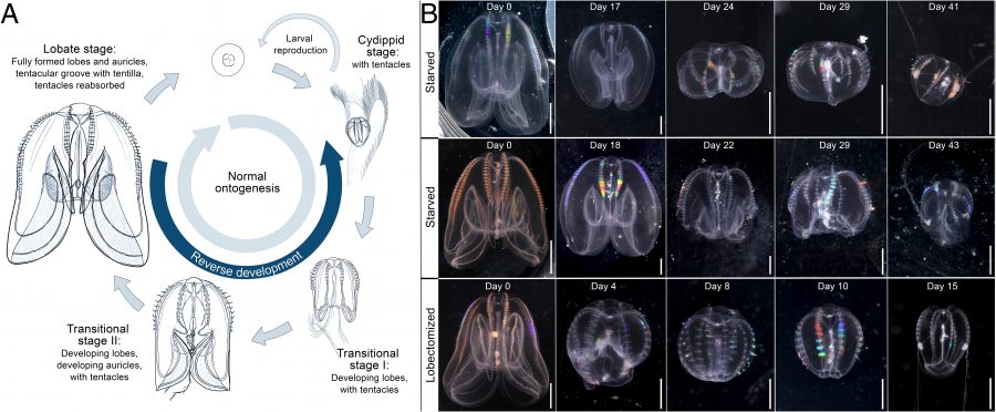 Reverzný vývoj ctenophore Mnemiopsis leidyi. Zdroj: pnas.org