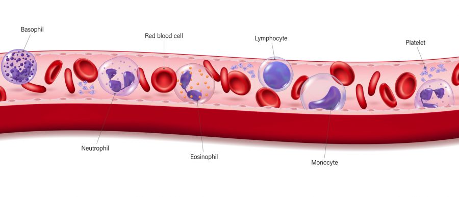 Ilustračný obrázok - krvé bunky. Zdroj: iStock. Autor: Rujirat Boonyong
