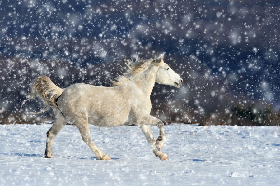 Kôň na snehu. Zdroj: iStockphoto.com, Autor: byrdyak