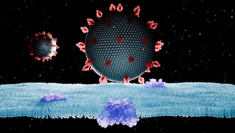 3D schéma znázorňuje retrovírusy, ktoré majú na povrchu obalové glykoproteíny, a molekuly bunkových receptorov na membráne bunky.