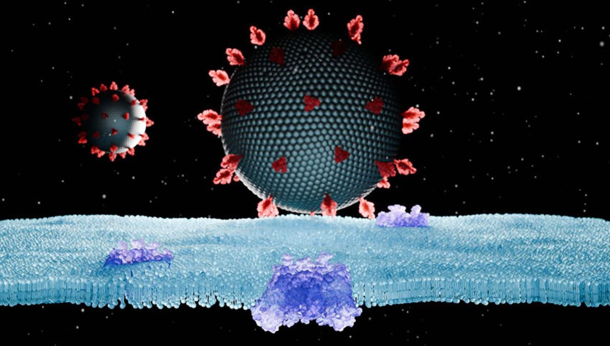 3D schéma znázorňuje retrovírusy, ktoré majú na povrchu obalové glykoproteíny, a molekuly bunkových receptorov na membráne bunky.