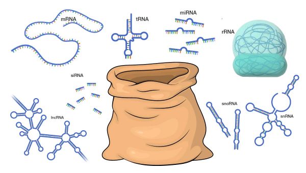 S rôznymi typmi RNA akoby sa vrece roztrhlo. Zdroj: istock.com/wektorygrafika. Typy RNA: https://www.genome.gov/about-genomics/educational-resources/fact-sheets/ribonucleic-acid-fact-sheet)