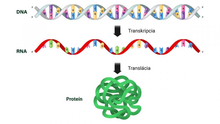 Transkripcia a translácia DNA a RNA. Zdroj: istock.com/Rujirat Boonyong