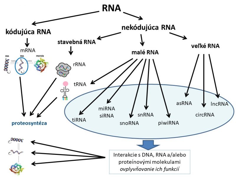 Rozdelenie RNA. Zdroj: archív IH/pharmaceuticalinteligence/wikimediacommons