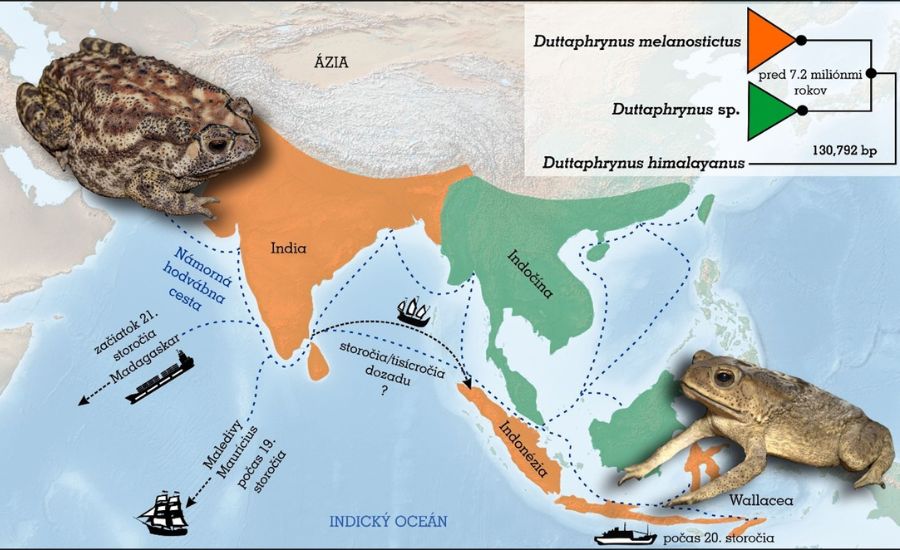 Geografické rozšírenie dvoch hlavných genetických skupín ropúch ázijských (Duttaphrynus melanostictus) a grafické znázornenie predpokladaných smerov a období introdukcií.