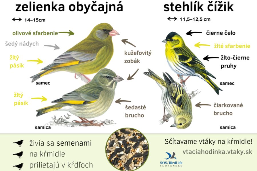 Ukážka pomôcky na určovanie druhov. 