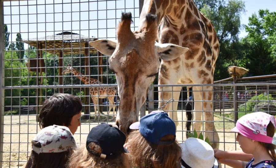 Zážitkové centrum sa má nachádzať v priestoroch ZOO Bratislava, konkrétne vo výbehoch žiráf, zebier a pštrosov.