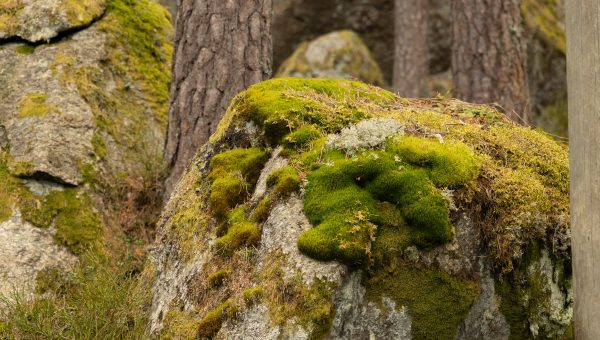 Mach a lišajníky na skale. Zdroj: iStock.com/Dace Znotina