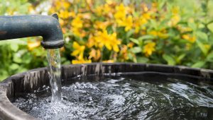 Napúšťanie vody do suda v záhrade. Zdroj: iStock.com/schulzie