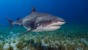 Žralok tigrí alebo žralok tigrovaný (Galeocerdo cuvier). Zdroj: iStock.com/David Keep