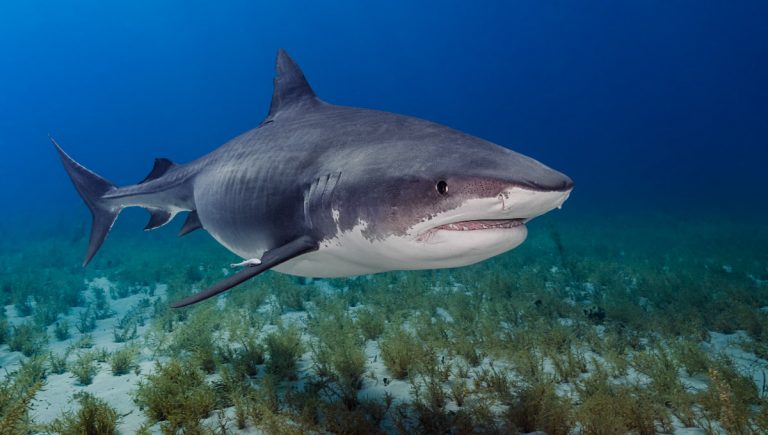 Žralok tigrí alebo žralok tigrovaný (Galeocerdo cuvier). Zdroj: iStock.com/David Keep