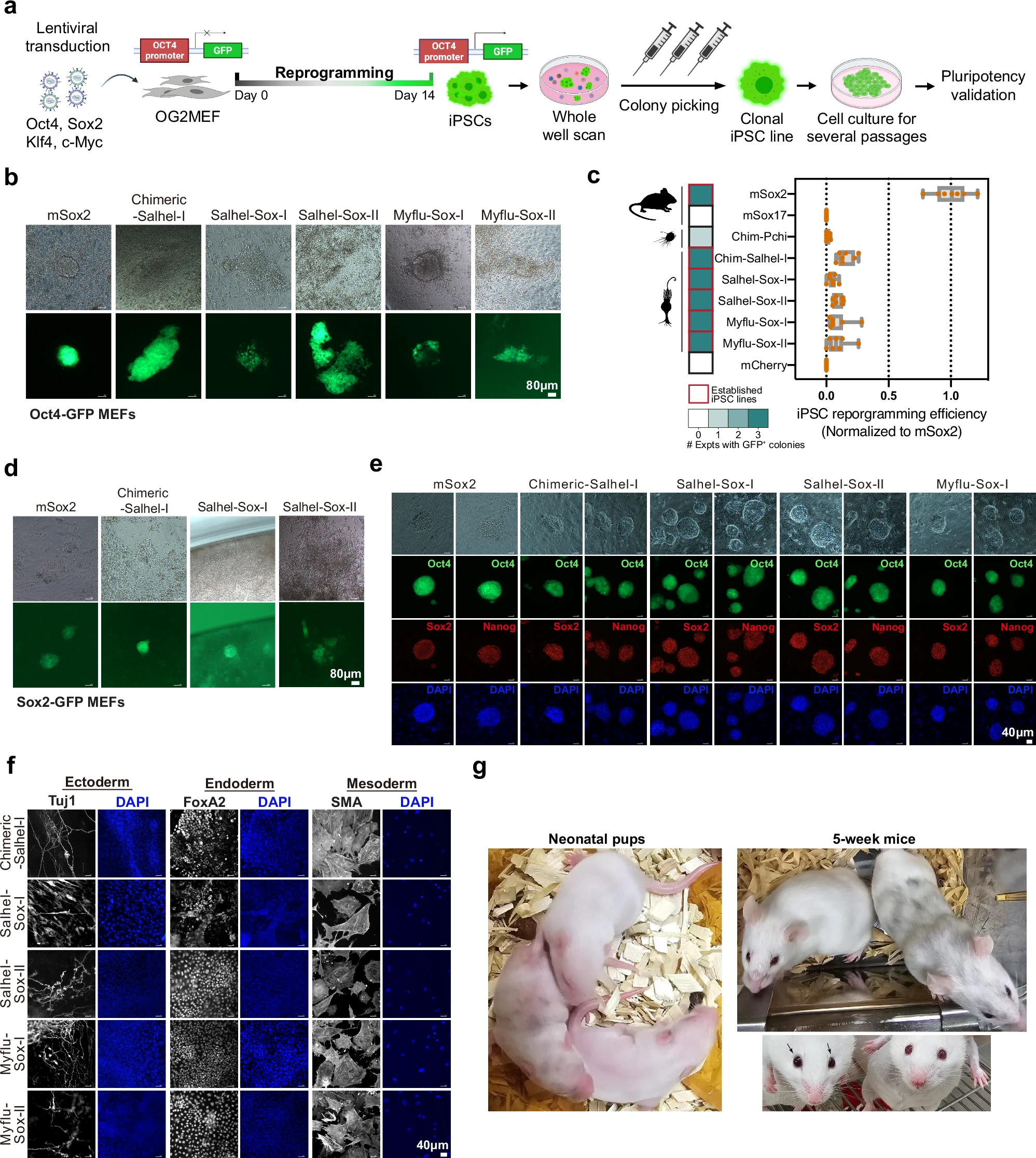 Gény Sox2 u trubéniek môžu indukovať pluripotenciu v cicavčích bunkách. Zdroj: Nature
