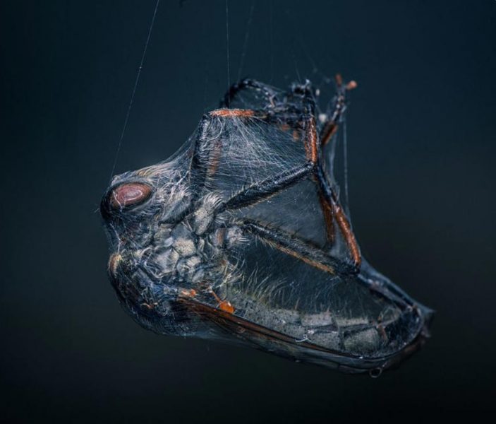 Bezmocná od Niki Colemont. Zdroj: World Nature Photography Awards