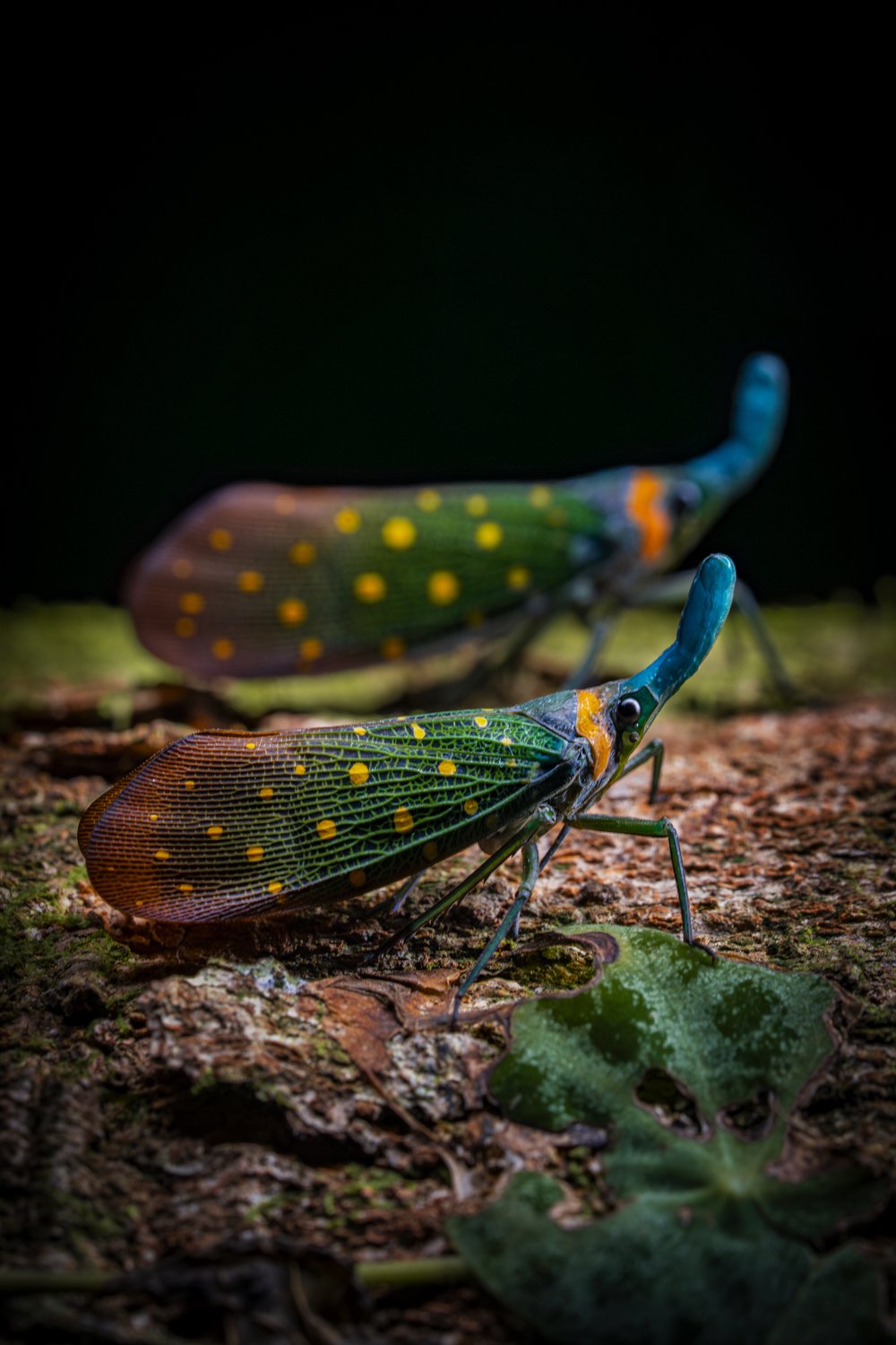 Fotografia Čarovné duo od Khaichuin Sim. Zdroj: World Nature Photography Awards