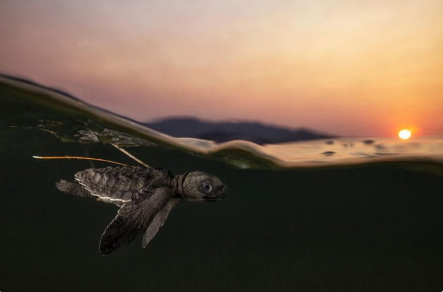 Lenuk Tasi od Daniela Flormanna. Zdroj: World Nature Photography Awards