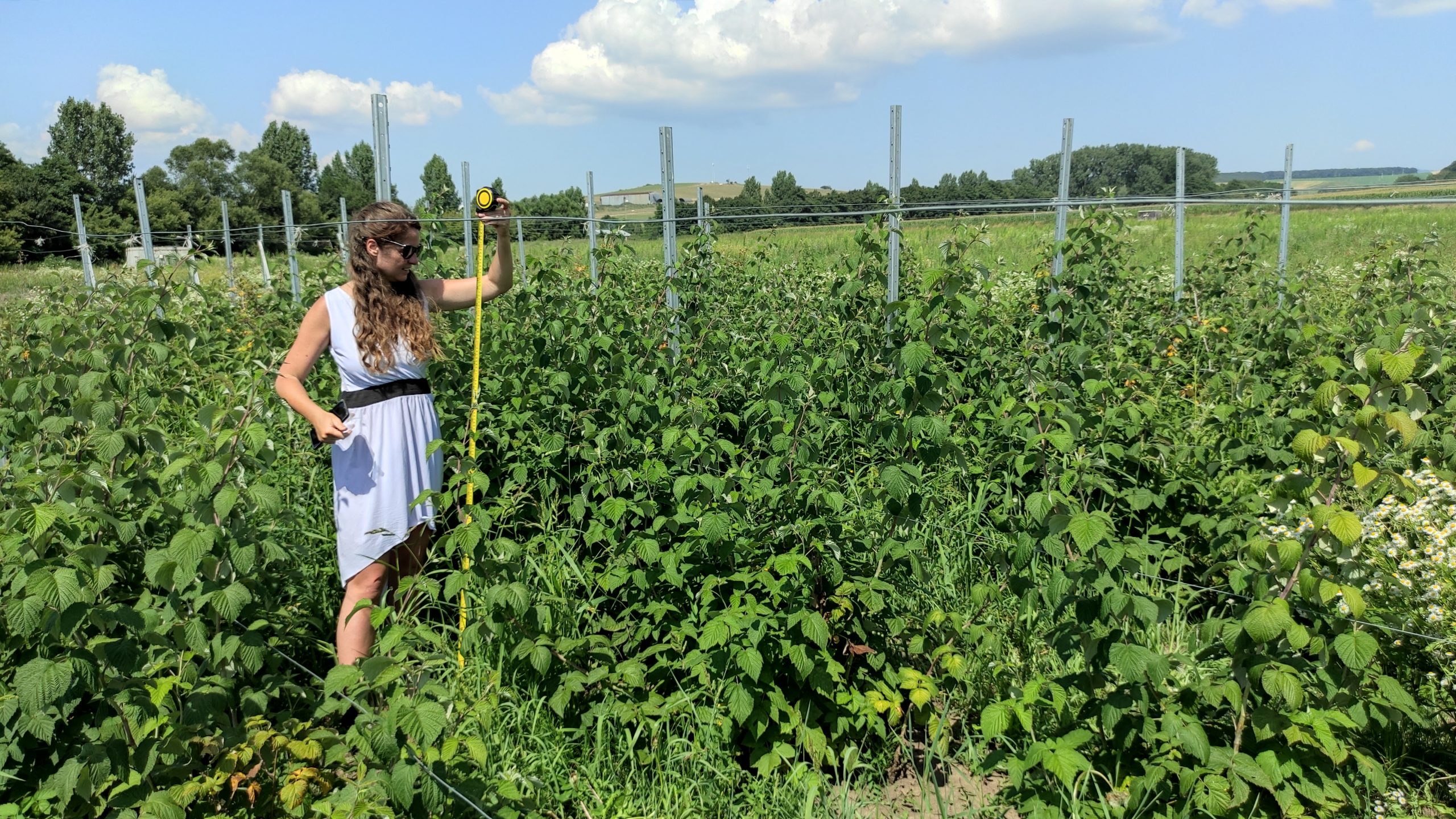 Aplikácia biostimulantu na maliny v obci Košické Olšany. Zdroj: Osobný archív D. Š.
