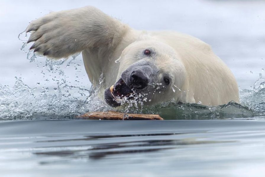 Polárny retriever od Toma Nickelsa. Zdroj: World Nature Photography Awards