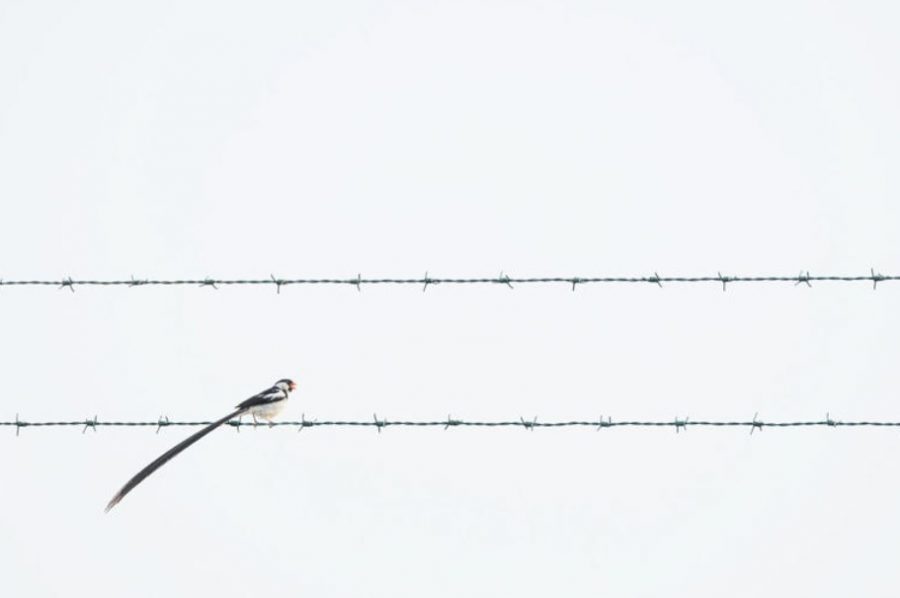 Posilnenie odolnosti od Benjamina Smaila. Zdroj: World Nature Photography Awards