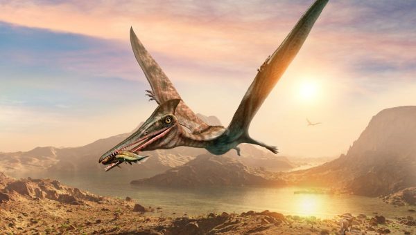 Pterosaurous. Zdroj: iStockphotos.com. Autor: Warpaintcobra