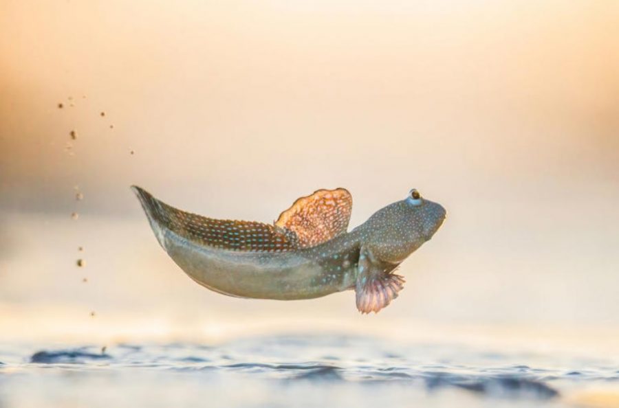 Skákanie v blate od Georginy Steytler. Zdroj: World Nature Photography Awards