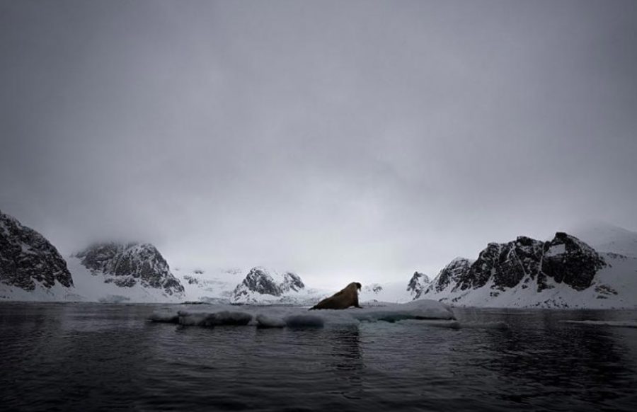 Špicbergy od Malini Chandrasekar. Zdroj: World Nature Photography Awards