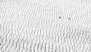 Víťazná fotografia s názvom „Beh“ od autorky Maruša Puhek. Zdroj: World Nature Photography Awards