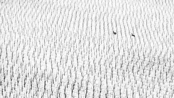 Víťazná fotografia s názvom „Beh“ od autorky Maruša Puhek. Zdroj: World Nature Photography Awards