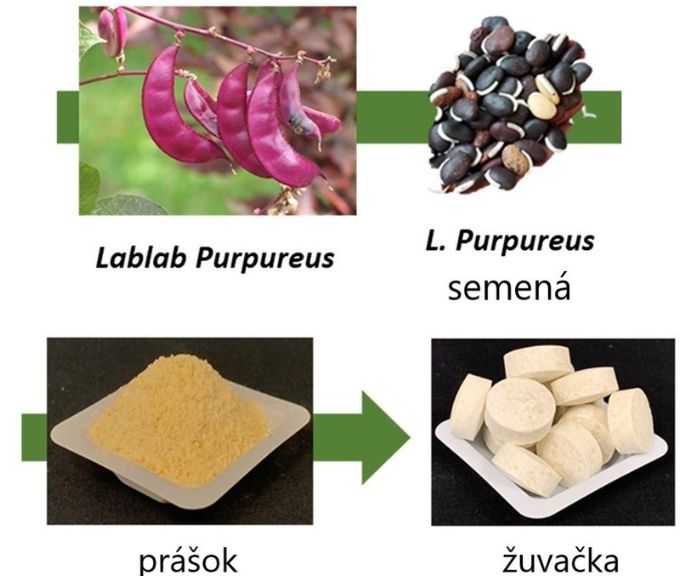 Žuvačka obsahuje rastlinný proteín FRIL. Vedci ho získali zo semien lablabu obyčajného (Lablab purpureus), ktoré vyzerajú ako fazuľky.