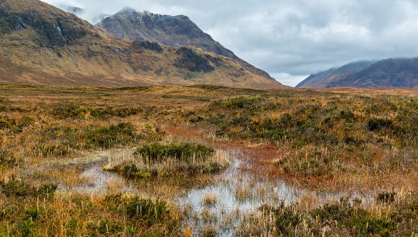 Rašelinisko. Zdroj: iStock.com/Shawn Williams