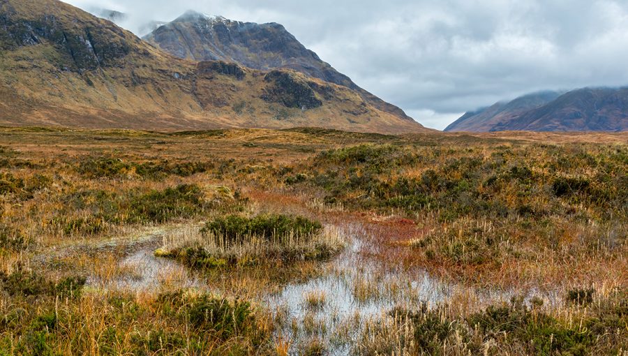 Rašelinisko. Zdroj: iStock.com/Shawn Williams
