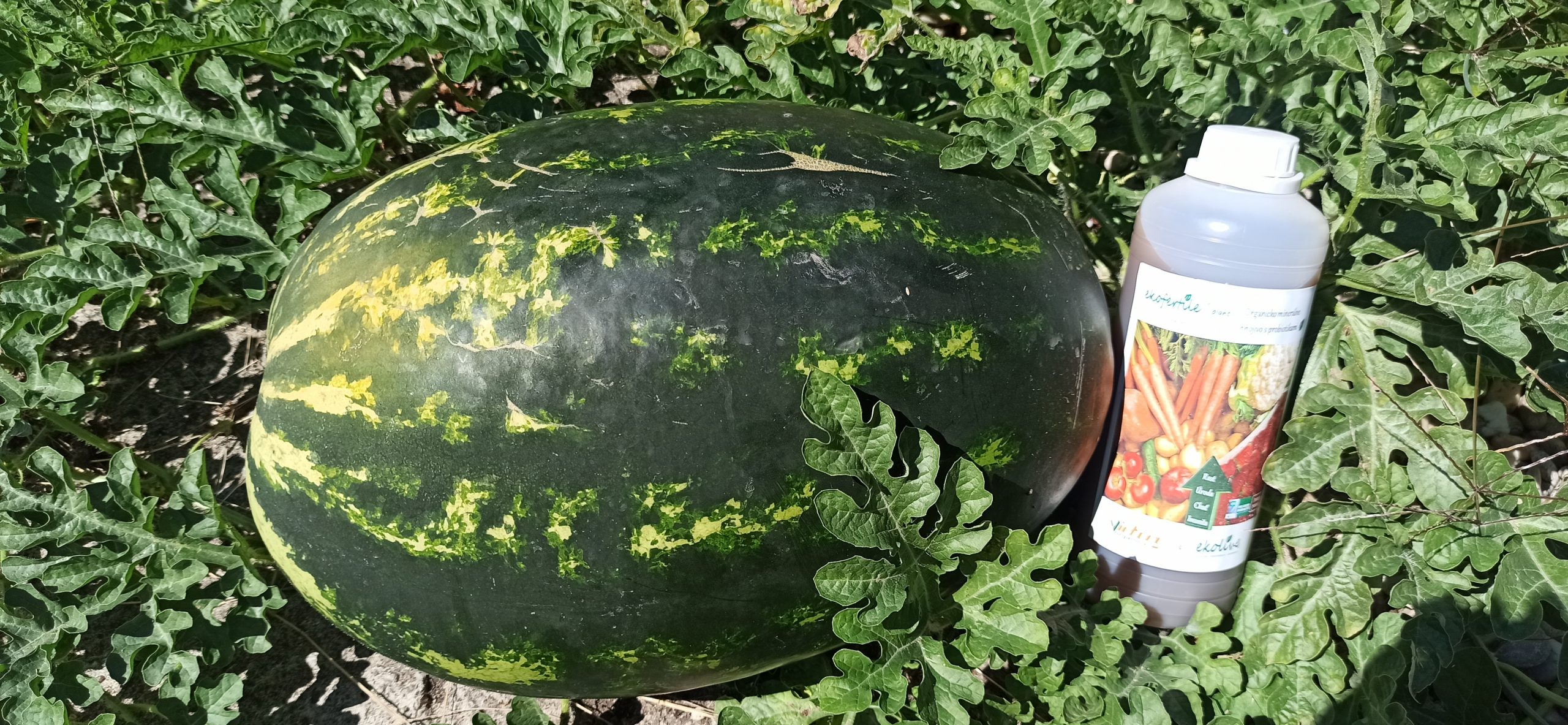 Melón po aplikácii biohnojív. Zdroj: Osobný archív D. Š.