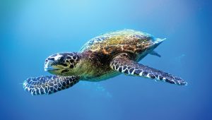 Korytnačka kareta pravá. Zdroj: iStock.com/Johan Holmdahl