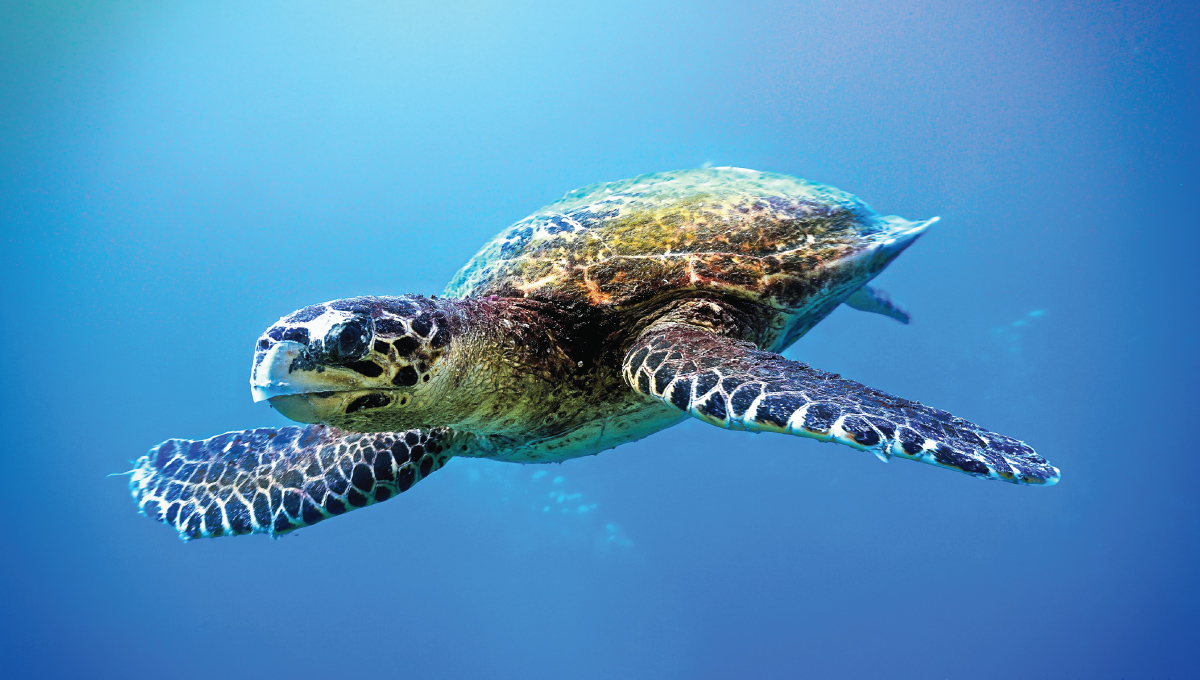 Korytnačka kareta pravá. Zdroj: iStock.com/Johan Holmdahl
