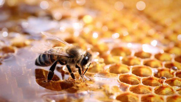 Včela na včelom plaste. Zdroj: iStock/Liudmila Chernetska