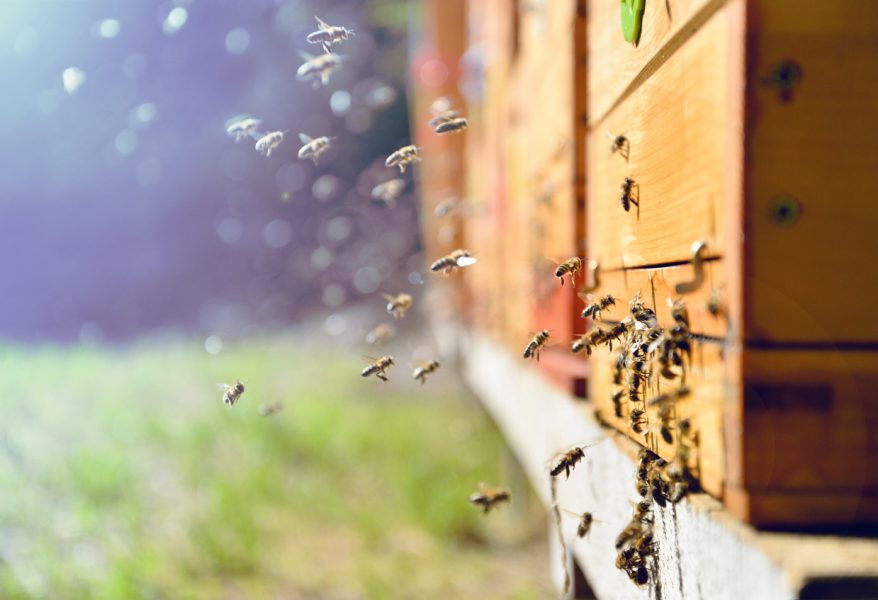 Včely lietajúce okolo úľa. Zdroj: iStock/Sushaaa