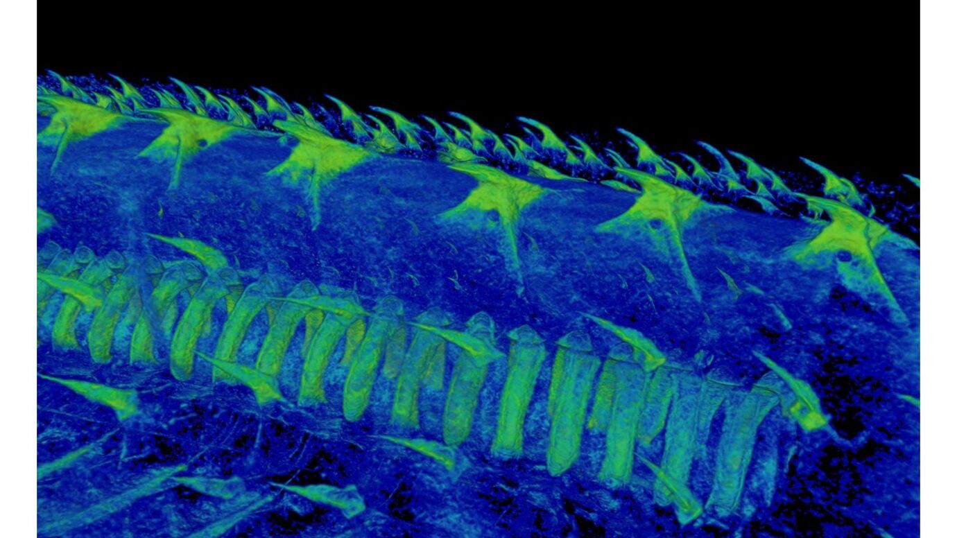 CT snímka odontódov (dermálnych zubov) podobných zubom najrozšírenejšieho žraloka v Stredozemnom mori – žraloka škvrnitého (Scyliorhinus canicula). Tieto zubovité štruktúry sú spojené s nervovým systémom, čo naznačuje, že vytvárajú pocity.
