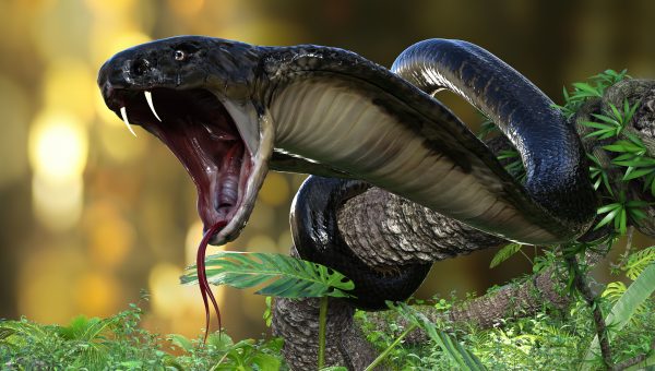 3D ilustrácia kobry. Zdroj: iStock.com/mrjo2405