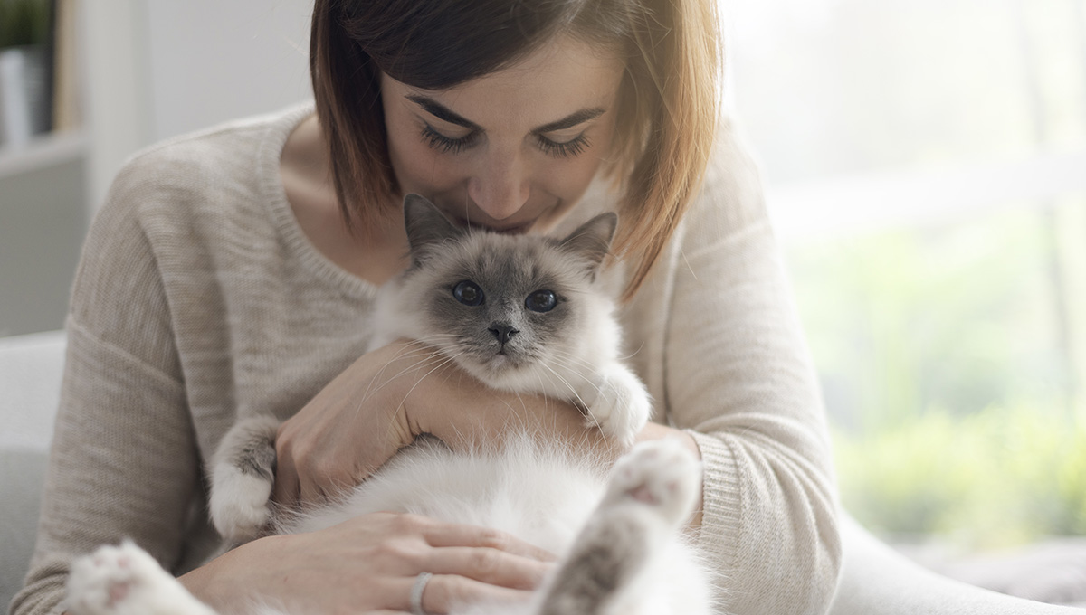 Mačka ako domáci miláčik. Zdroj: iStock.com/cyano66