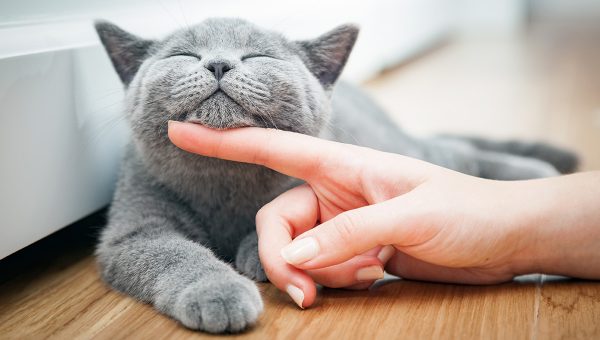Mačka ako domáci miláčik. Zdroj: iStock.com/NiseriN